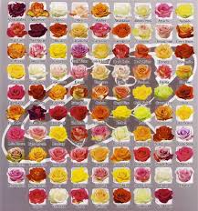 Rose Color Chart Rose Flower Colors Rose Varieties Flower Names