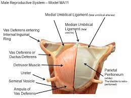 Image Showing The Male Urinary Bladder Model Ma11 Superior Labeled Anatomy Models Labeled Anatomy Models Anatomy And Physiology