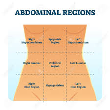 Due to the size of the abdominopelvic cavity, it is separated into regions and quadrants. Abdominal Quadrant Regions Scheme As Stomach Division Vector Royalty Free Cliparts Vectors And Stock Illustration Image 149666689