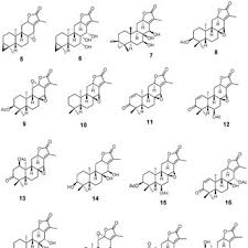 Image result for Suregada procera