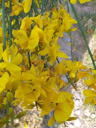 Image result for Spartium