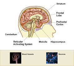 Understanding The Effects Of Alcohol Central Nervous System Parts Of The Brain Nervous System Parts Nervous System Nervous System Problems