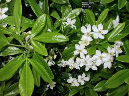 Image result for Rutaceae