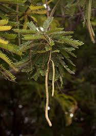 Image result for Cassia ferruginea