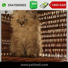 السعودية جدة قطه صغيره كملت شهرين إناث تاكل دراي فود و اكل اللبيت سريلاك حليب دجاج مسلوق تعرف للتربكس هملاياء عيون زرقاء من اب و ام هملاياء cats animals
