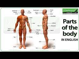 Check out the english words you'll need to use when you are talking about body parts. Parts Of The Body In English Youtube