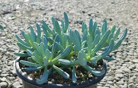 Image result for Senecio