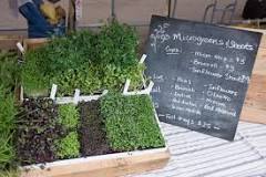 What is the tastiest microgreen?