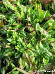 Image result for Axonopus