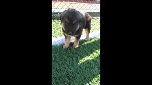 Polis Kopegi K9 Yavrusu Youtube