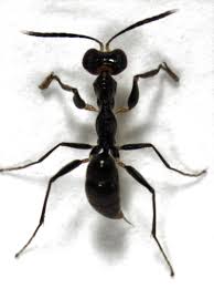 Image result for Gonatopus