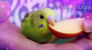 What Do Parakeets Eat In The Wild Food Guide For Baby Bugie
