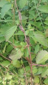 Image result for Corchorus aestuans