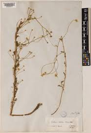 Image result for Rhaptopetalum roseum