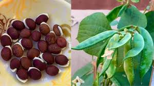 Image result for Dolichos