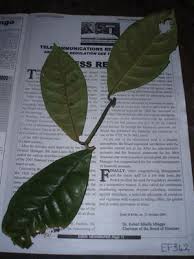 Image result for Landolphia eminiana