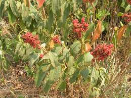 Image result for Dissotis princeps