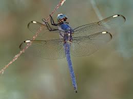 Image result for Chamaeclitandra