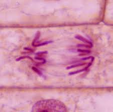 The homologous chromosomes separate, while sister chromatids remain associated at their centromeres. Daughter Chromosome