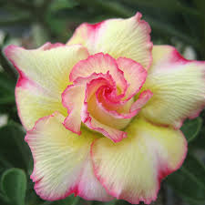 Pin On Fleurs