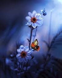 Flowers can bring on your face and can anyone feel refresh and positive by seeing flowers. Sager On Twitter In 2021 Beautiful Flowers Wallpapers Wallpaper Nature Flowers Flower Pictures