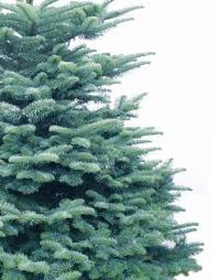 Maybe you would like to learn more about one of these? Noble Fir Christmas Trees Delivered