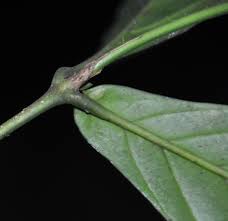 Image result for Belonophora