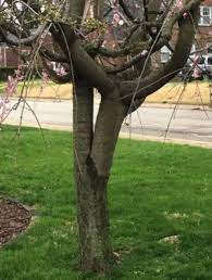 While people use the general term flowering cherry tree, these trees are specifically composed of seven species of prunus and their cultivars, most of them from japan, reports the brooklyn. Don T Lose Your Weeping Cherry Hendricks County Icon Web Edition Icon
