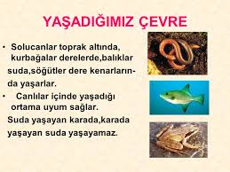 Konular 1 Bitkiler 2 Hayvanlar 3 Mantarlar 4 Mikroskobik Canlilar Ppt Video Online Indir