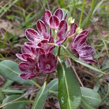 Image result for Glossostelma