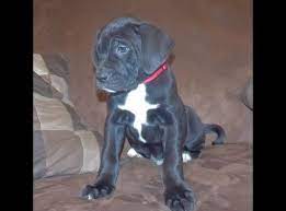 Boxador For Sale In Utah 1-23-13 Designer Dogs The Perfect Dog Puppies