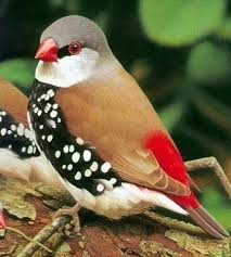 pin by heli sisko sinkkonen on amadiny beautiful birds pet birds most beautiful birds