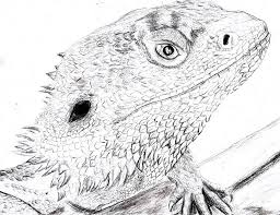 Bearded Dragon Drawing Wallpapers Background Dragon Coloring Page Coloring Pages Bearded Dragon