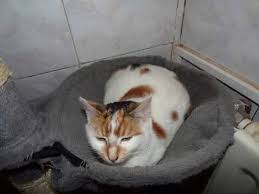 Après l'annonce gouvernementale ouvrant la vaccination aux adolescents, le ccne a déploré le 9 juin la rapidité de la décision qui pose de nombreux problèmes éthiques. La Patte De L Espoir Pattedelespoir Tvitter