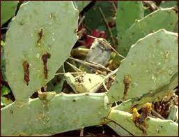 The weed was killed off with herbicide. Cactus Moth