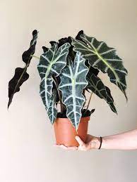6 Alocasia Polly African Mask Plant Live House Plant Alocasia Plant Live House Plants Plants