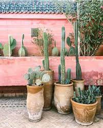 bohemian tuin cactussen cactussen tuin mexicaanse tuin marokkaanse tuin
