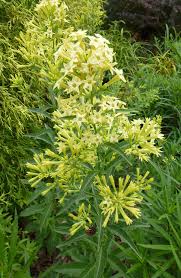 Image result for Cestrum parqui