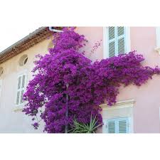 Maybe you would like to learn more about one of these? Purple Bougainvillea Bougainvillea Elisabeth Angus
