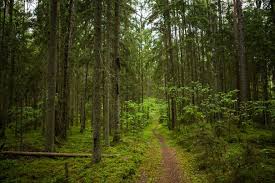 ‫غابة‬‎ ile ilgili görsel sonucu