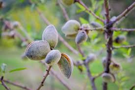 All efforts have been made to make this image accurate. Italian Grows Forgotten Fruit What She Preserves Is A Culture The New York Times
