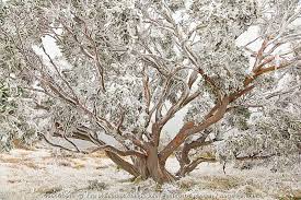 Image result for Eucalyptus sp.