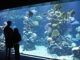 Inside The Aquarium Aquarium Fish Tank Fish Tank Design Fish Tank