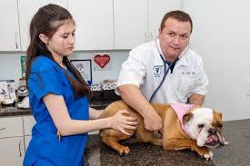 How does veterinary telemedicine work? South Florida Pet Emergency 18528 Nw 67th Ave Hialeah Fl Veterinarians Mapquest