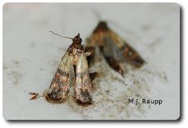 Image result for "plodia interpunctella"