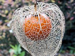 Epingle Sur Jardin