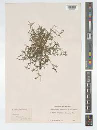 Image result for Oldenlandia capensis