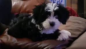 The breed inherits the intelligence of its poodle parents and the charming, goofy miniature bernedoodle training support. F1 Mini Bernedoodle Puppies For Sale