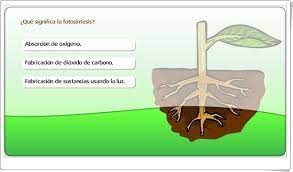 La Fotosintesis Juego De Ciencias Naturales De Primaria Juegos De Ciencia Ciencias Naturales Ciencia