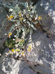 Image result for Pentanema